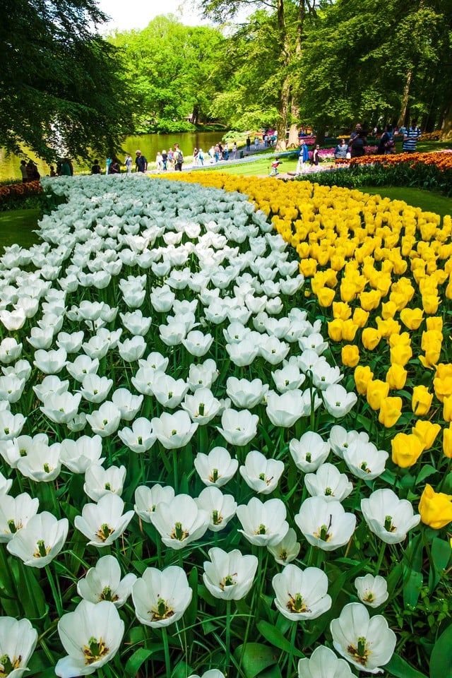 Tulip season in the Netherlands - a romantic stop not to be missed - Photo 1.