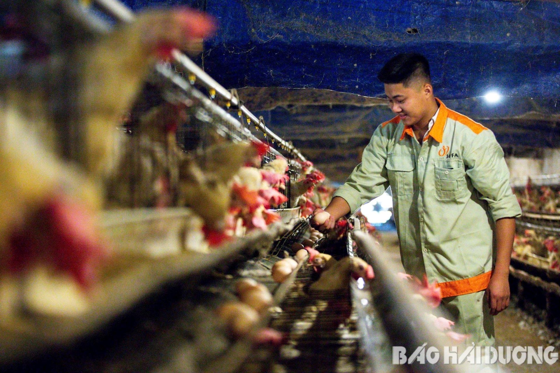 Cam Dong chicken egg products achieve 4-star OCOP certification