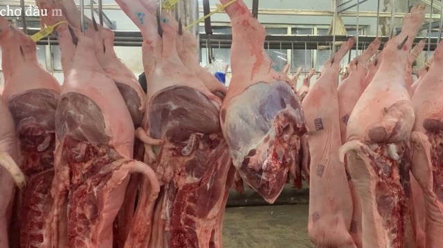 Giá heo hơi hôm nay 5.5.2025: Tiếp tục trầm lắng - Ảnh 1.