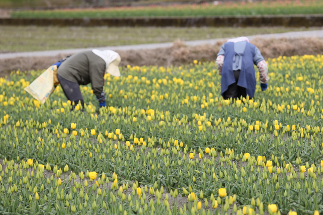 Tulip season in the Netherlands - a romantic stop not to be missed - Photo 6.