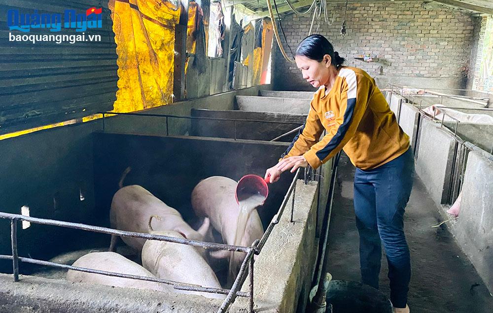 គំរូចិញ្ចឹមជ្រូករបស់គ្រួសារលោកស្រី Kieu Thi Thanh Tuyen នៅភូមិ Tu Cung ឃុំ Tinh Khe (ទីក្រុង Quang Ngai)។ 