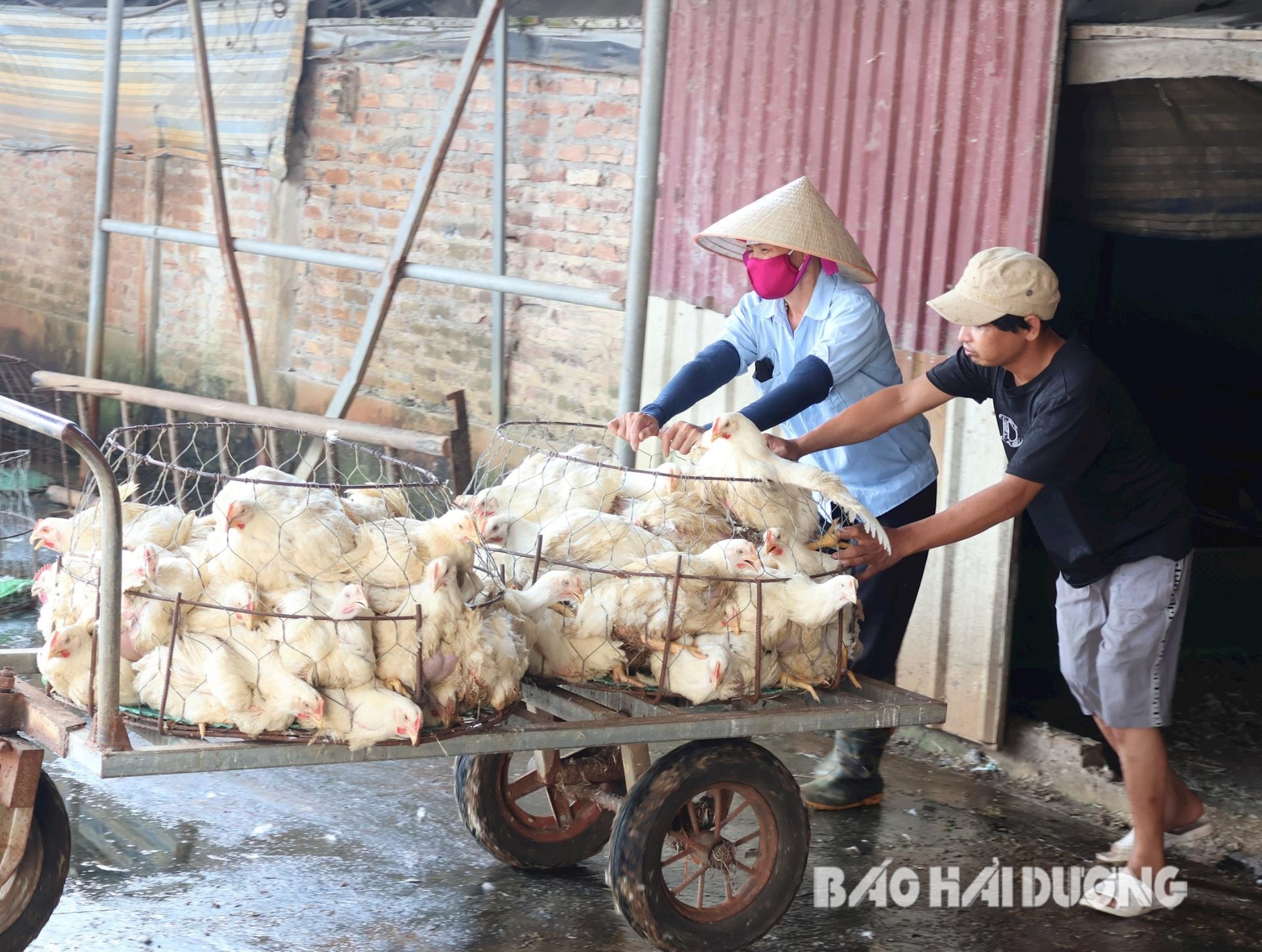 agriculture-cam-giang (2) - Copy