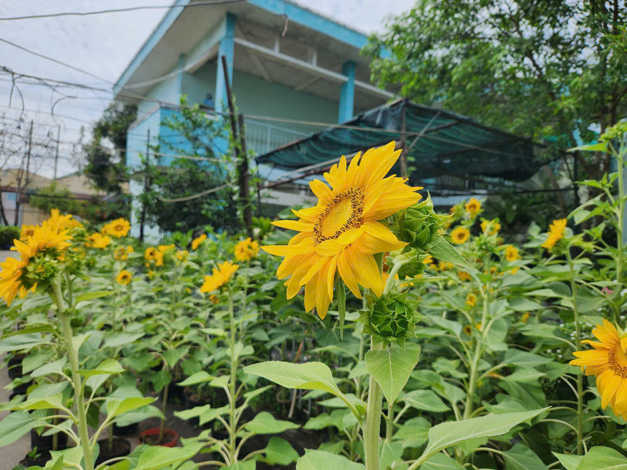 Những trường học đẹp như công viên ở TP.HCM - Ảnh 1.