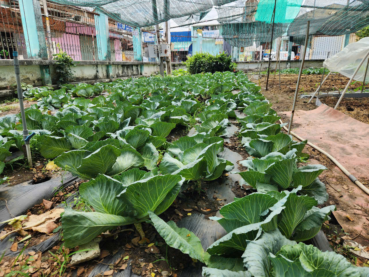 Những trường học đẹp như công viên ở TP.HCM - Ảnh 6.