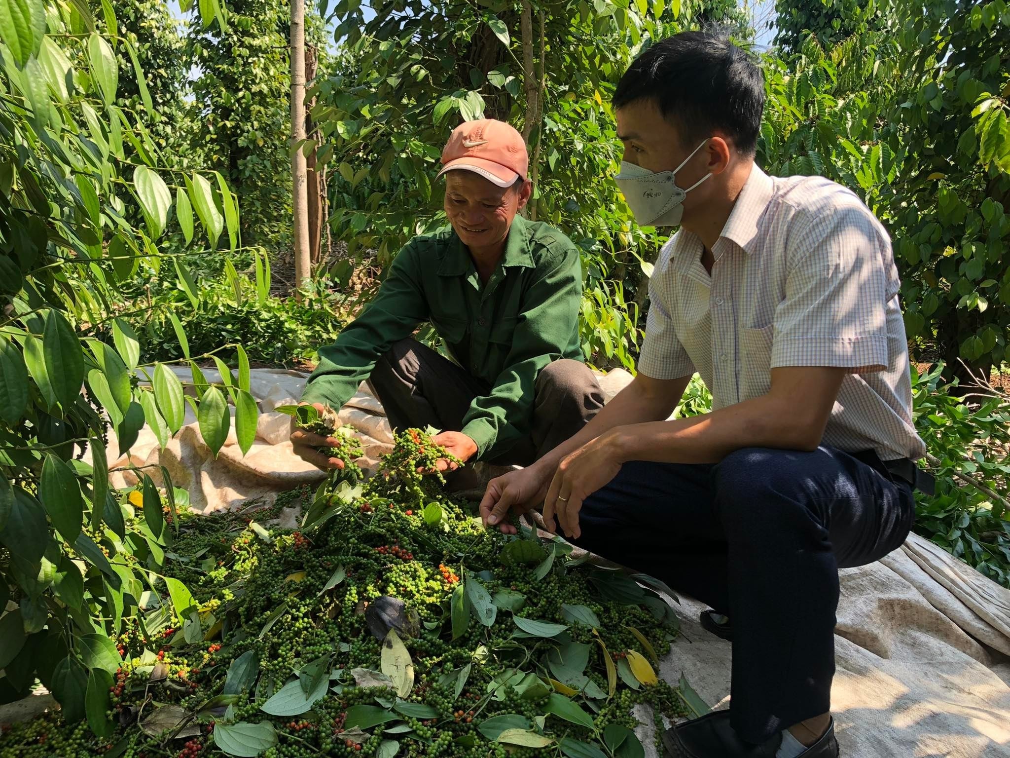 តម្លៃម្រេចថ្ងៃនេះ 05/05/2025៖ ការកើនឡើង និងថយចុះចម្រុះ