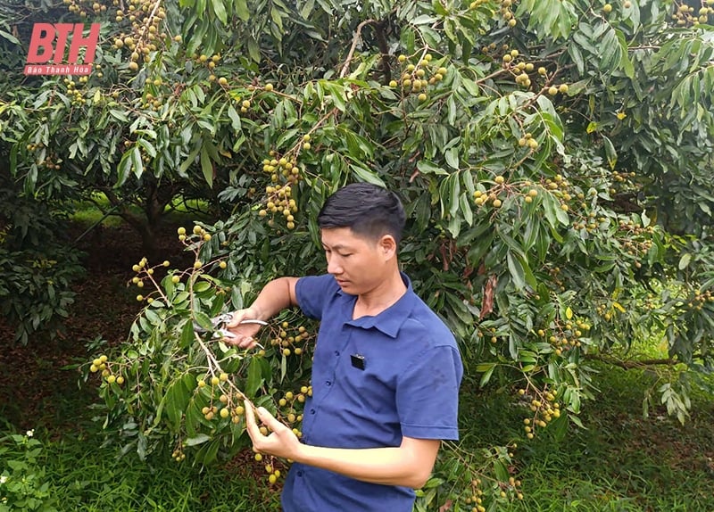 វិស្វករ​វ័យ​ក្មេង​ទទួល​បាន​ដើម​ឈើ​ហូប​ផ្លែ
