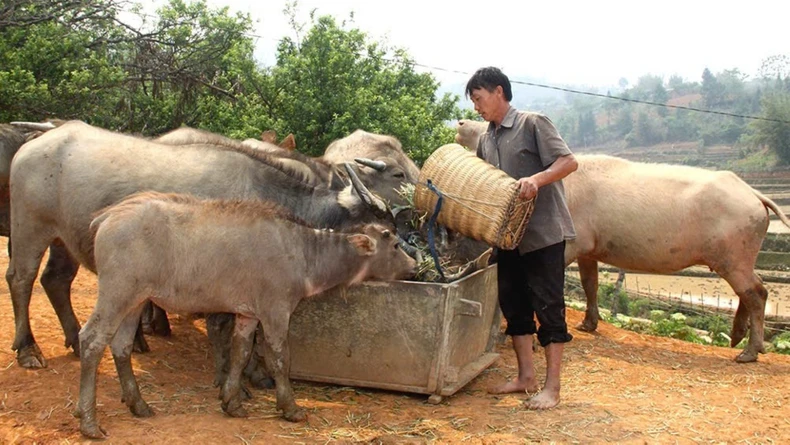 Đòn bẩy tín dụng giúp đồng bào dân tộc Yên Bái thoát nghèo ảnh 2