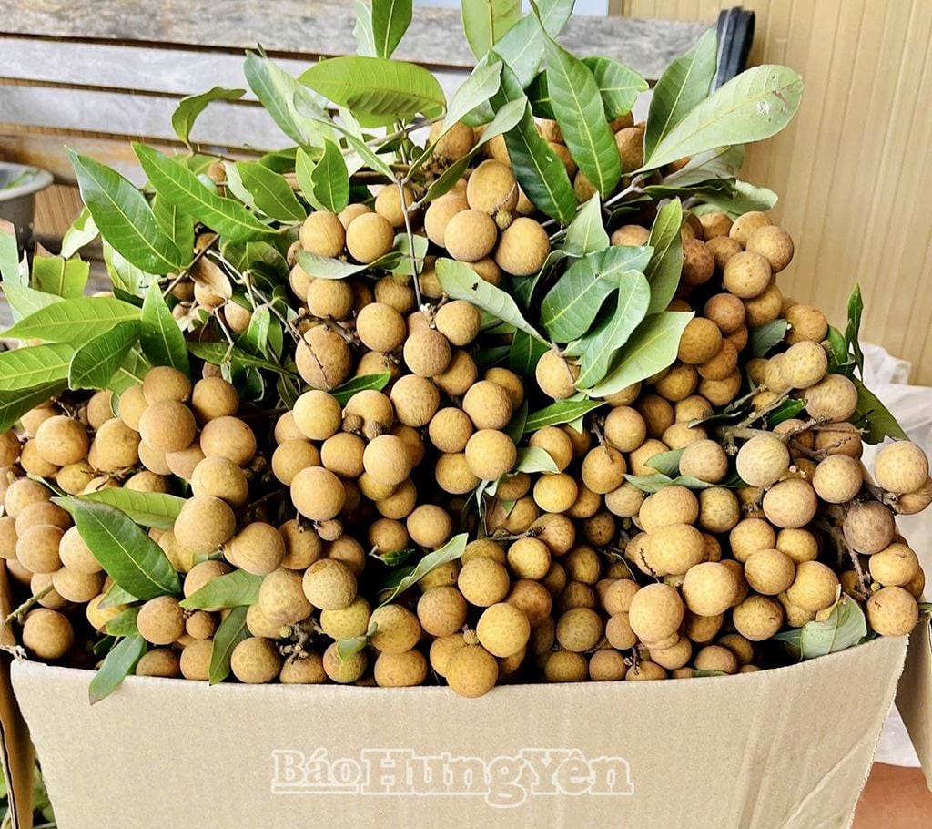 Sản phẩm nhãn chín sớm của Hưng Yên có hương vị thơm ngon, được người tiêu dùng ưa chuộng