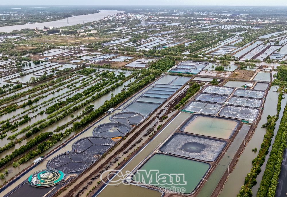 Tập trung và đẩy mạnh đầu tư, nhất là ứng dụng hiệu quả khoa học - công nghệ, để sản xuất nông nghiệp thành kinh tế nông nghiệp. (Ảnh chụp tại Khu Kinh tế Năm Căn, huyện Năm Căn).
