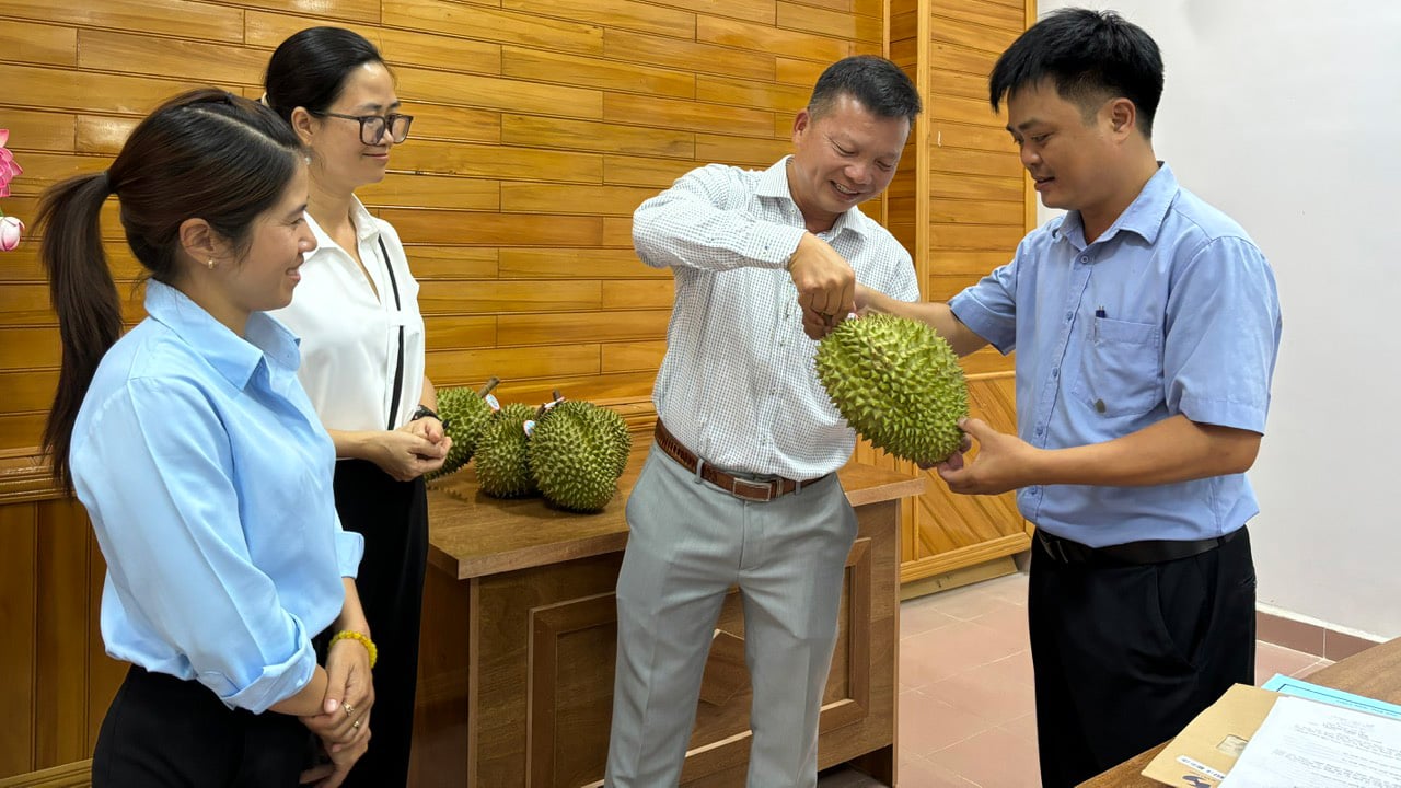 Giới thiệu về trái sầu riêng Đam Rông