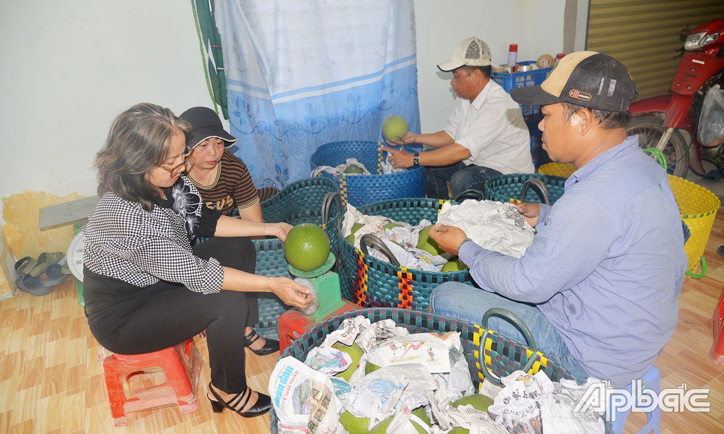 HTX thu mua bưởi da xanh.