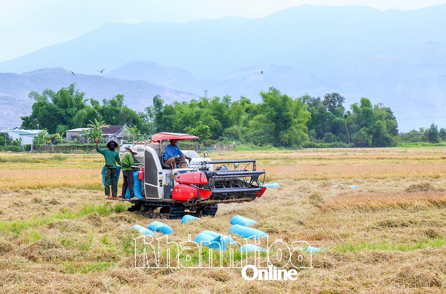Nông dân huyện Diên Khánh thu hoạch lúa hè thu.