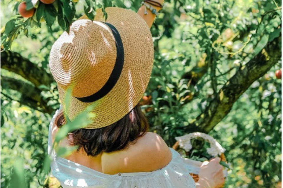 Traveling to Moc Chau in plum season: Experience being in harmony with nature