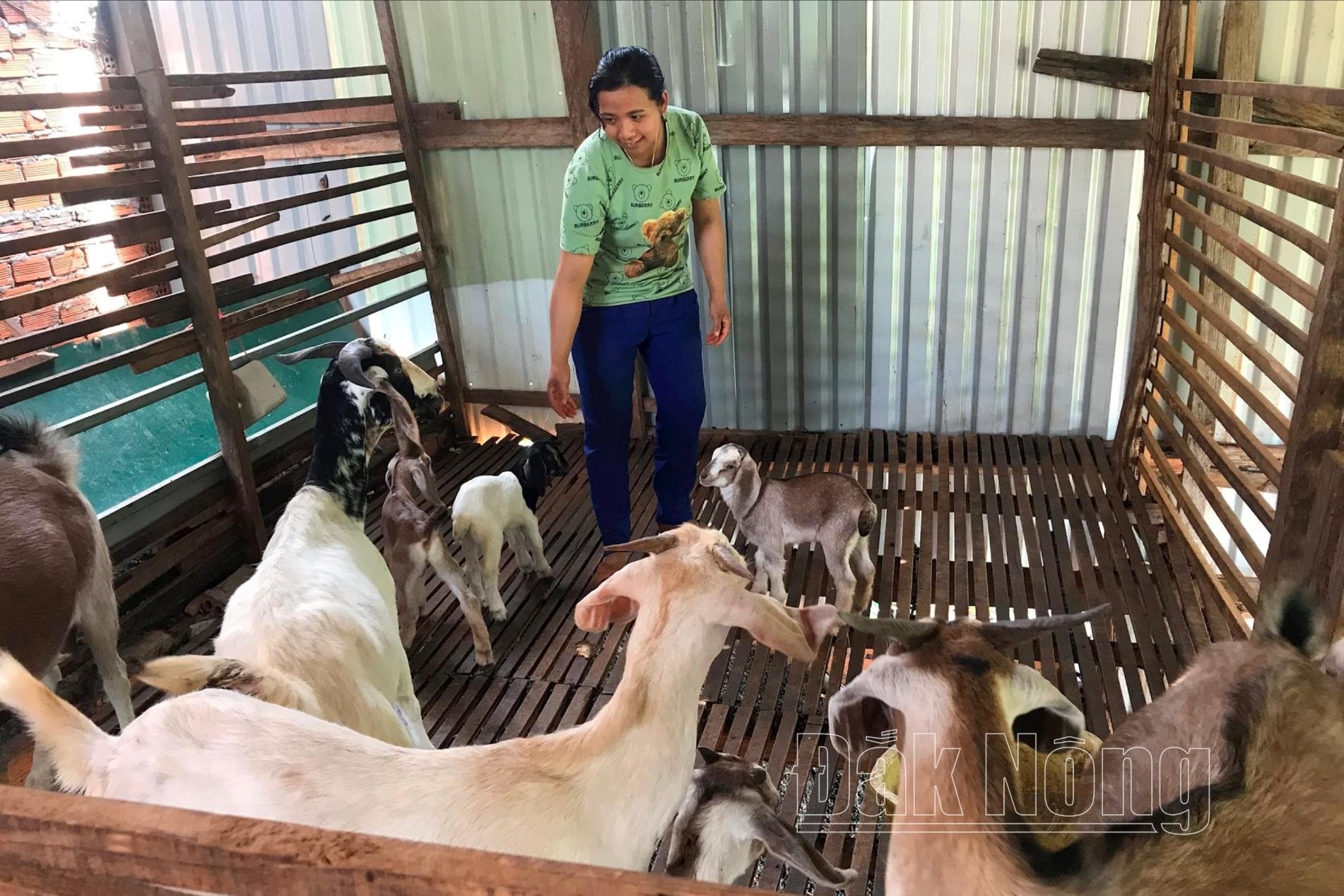 Mô hình nuôi dê thương thương phẩm giúp các thành viên Tổ Hợp tác nuôi dê bon Ta Mung, xã Trường Xuân, huyện Đắk Song cải thiện thu nhâp