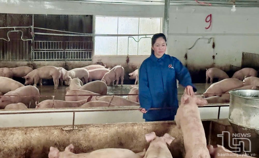 Mô hình chăn nuôi lợn của gia đình chị Vi Thị Trường.