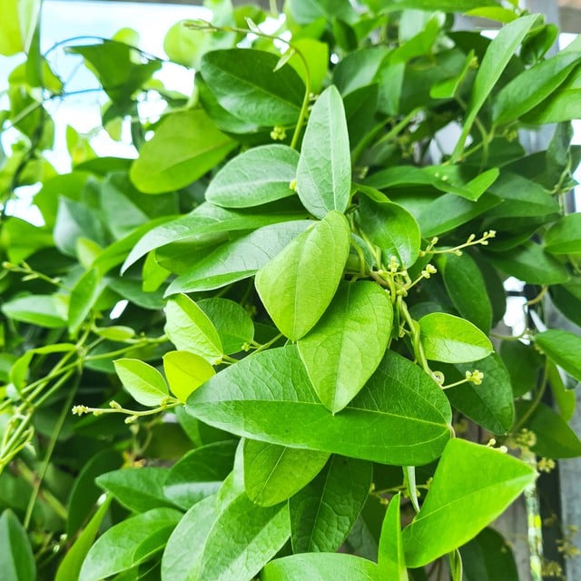 Loại lá có nhiều vào mùa hè vừa giải nhiệt vừa kiểm soát đường huyết tốt, đem làm nhiều món ngon mát bổ- Ảnh 3.