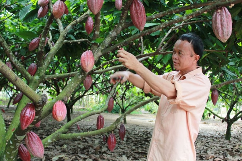 Những thác thức của ngành ca cao trước sự tăng trưởng nóng- Ảnh 1.