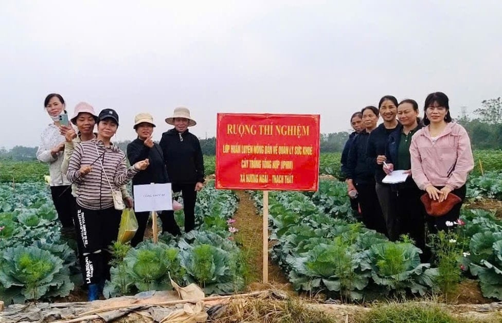 mo-hinh-canh-dong-khong-bao-bi-thuoc-bao-ve-thuc-vat-tai-xa-huong-ngai-huyen-thach-that-.-anh-son-tung-1.jpg