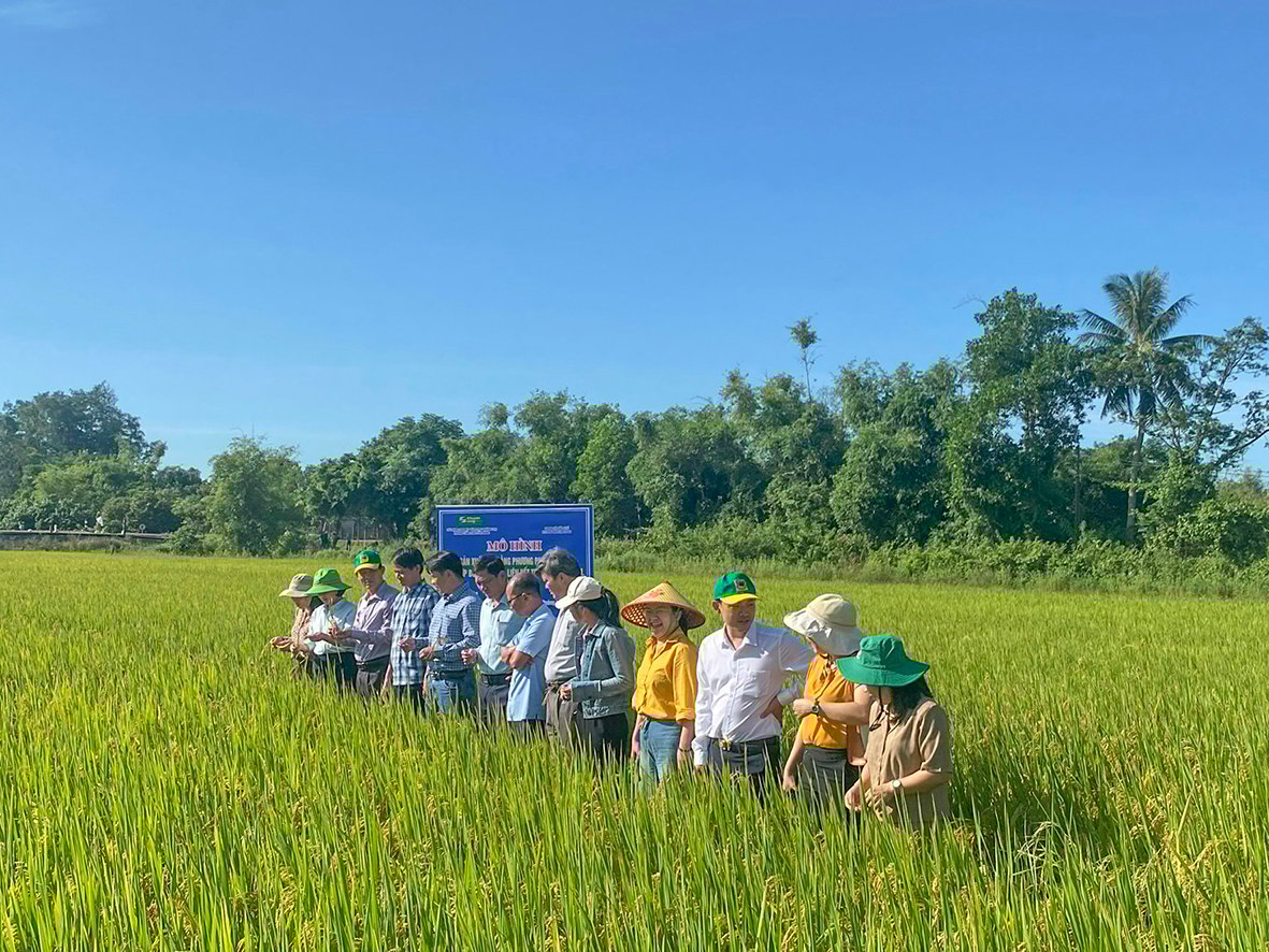 Không ngừng làm mới bộ giống lúa chủ lực của tỉnh