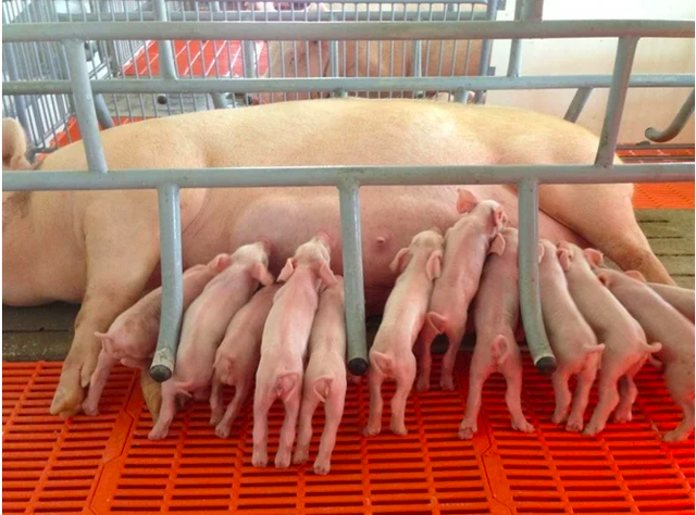 Giá heo hơi hôm nay 7.5.2025: Trong vùng giá 70.000 đồng/kg - Ảnh 1.