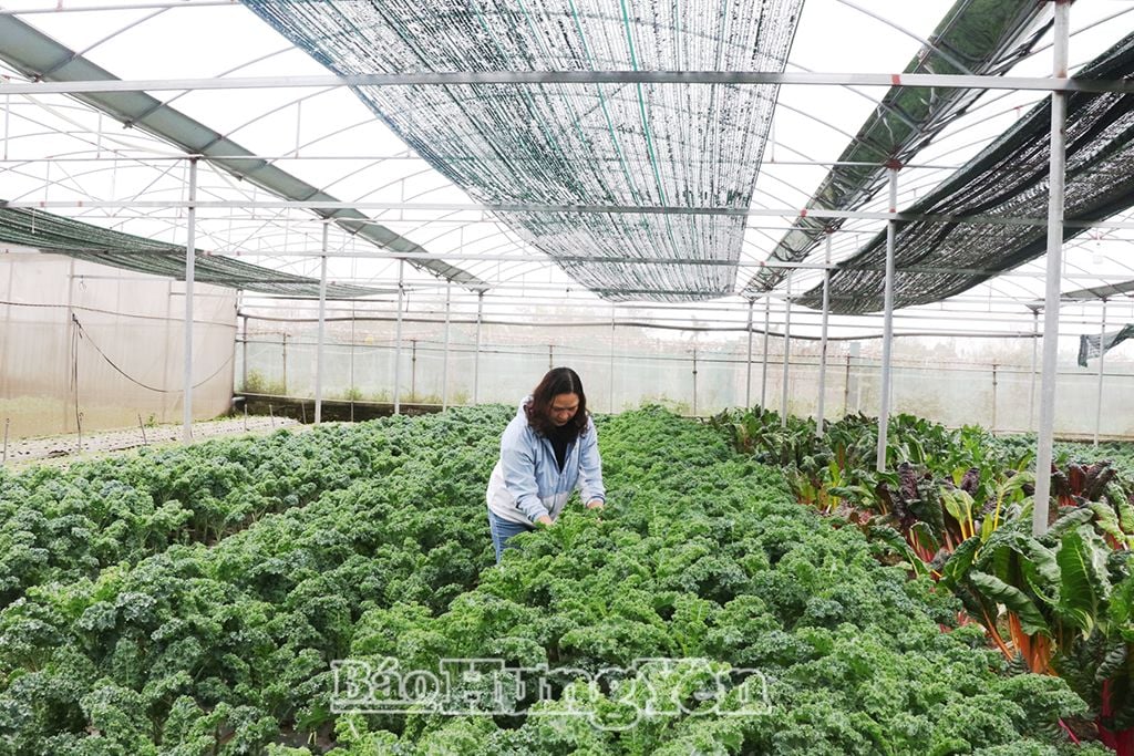 Mô hình sản xuất rau màu của chị Vũ Thị Hiền
