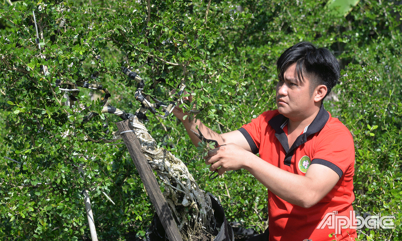 Cây linh sam hồng và cây sam hương của hộ kinh doanh Lê Tấn Thanh Bình, huyện Chợ Gạo.