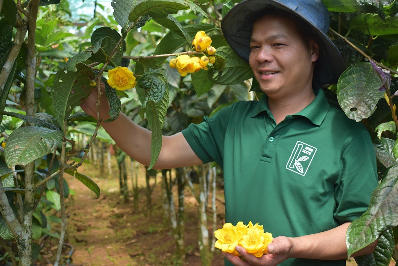 Phát triển rừng dược liệu trà hoa vàng ở xã Mê Linh, huyện Lâm Hà