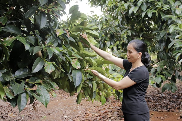 Bà Lê Kim Anh, ấp Bàu Sen, xã Xà Bang, huyện Châu Đức chăm sóc vườn măng cụt.