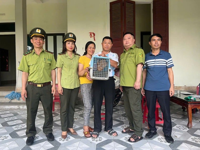 Vợ chồng ông Thắng bàn giao cá thể cu li cho lực lượng chức năng. Ảnh: PV