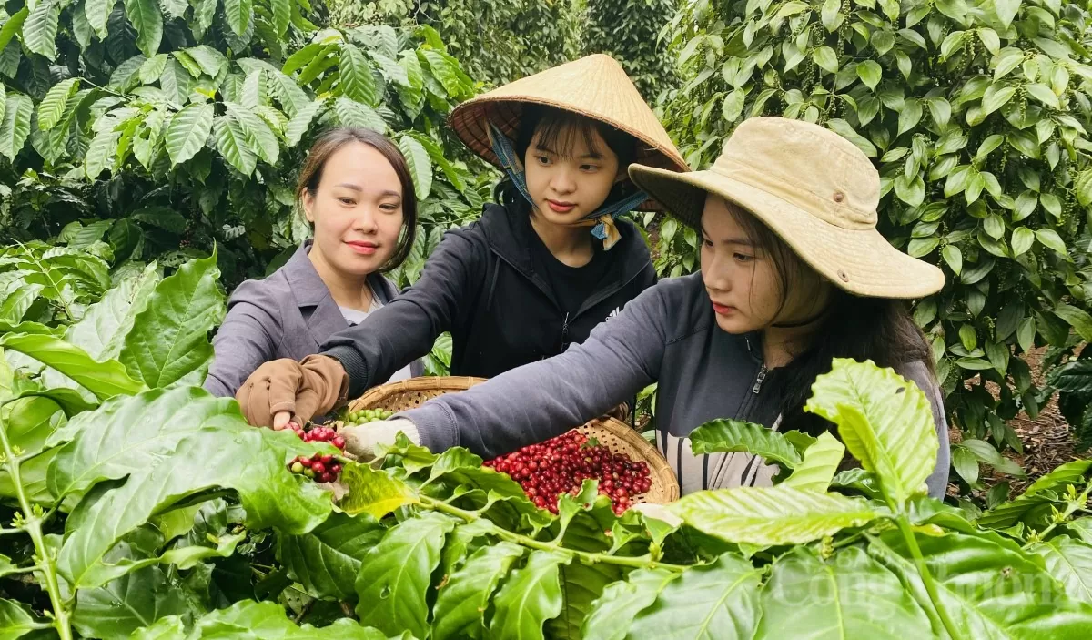 Dự báo giá cà phê ngày mai 8/5/2025, thị trường đi ngang