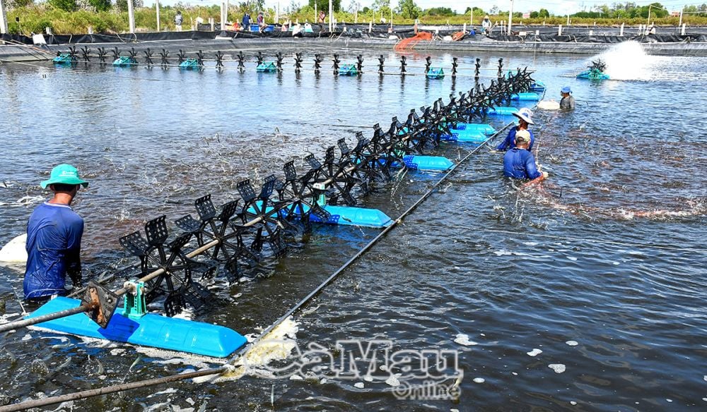 Tỉnh Cà Mau (mới) có diện tích nuôi thuỷ sản khoảng 450.900 ha, sản lượng tôm tiếp tục dẫn đầu cả nước với khoảng 566 ngàn tấn, kim ngạch xuất khẩu đạt khoảng 2,48 tỷ USD.