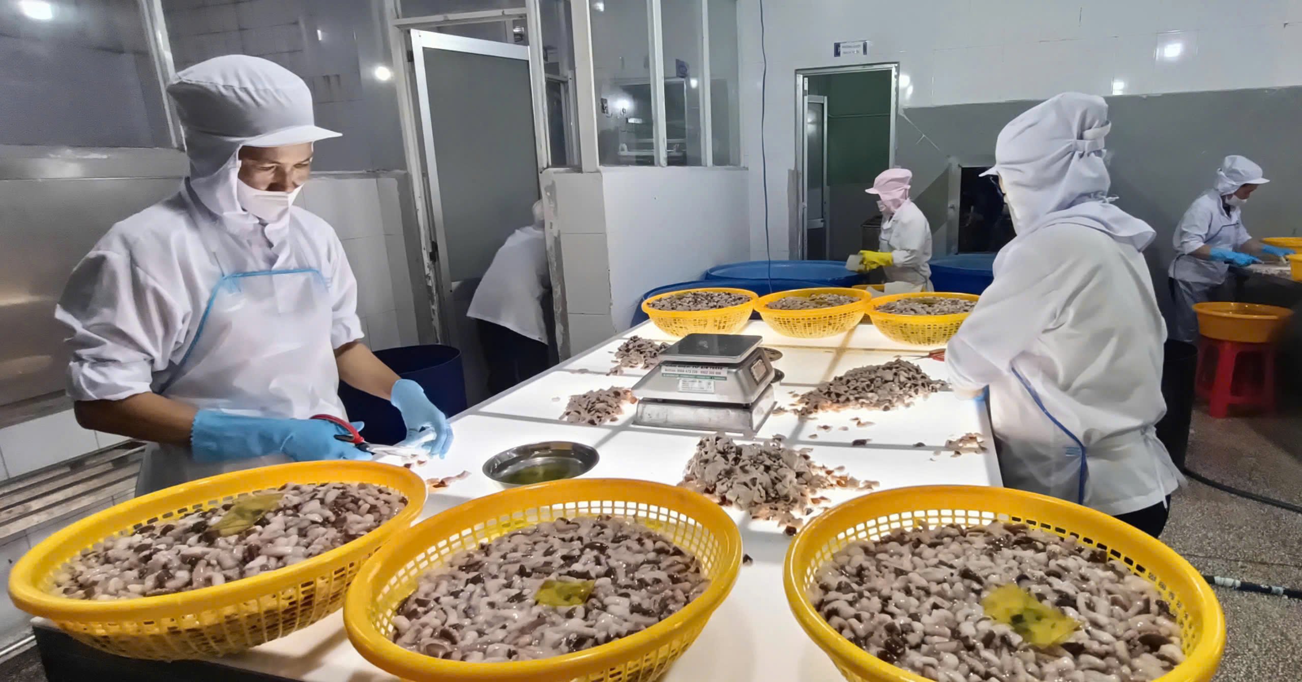 Sơ chế bạch tuộc xuất khẩu tại Công ty CP chế biến hải sản Đông Dương (TP.Vũng Tàu). Ảnh: NGỌC MINH