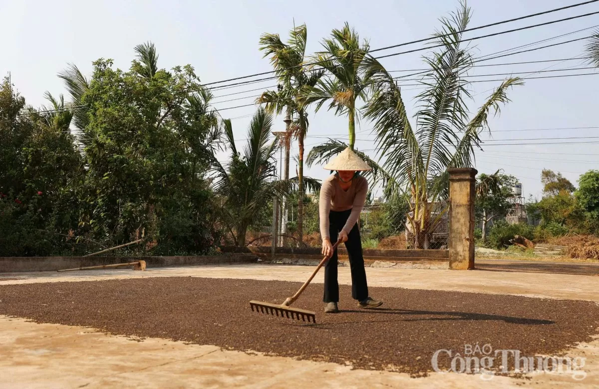 Giá tiêu hôm nay 7/5/2025, trong nước thị trường giảm nhẹ