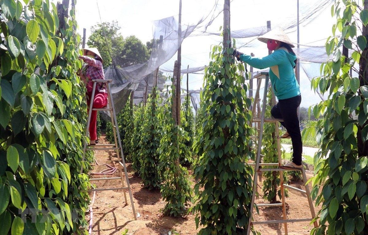 Giá tiêu hôm nay 8/5: Tiếp tục giảm nhẹ