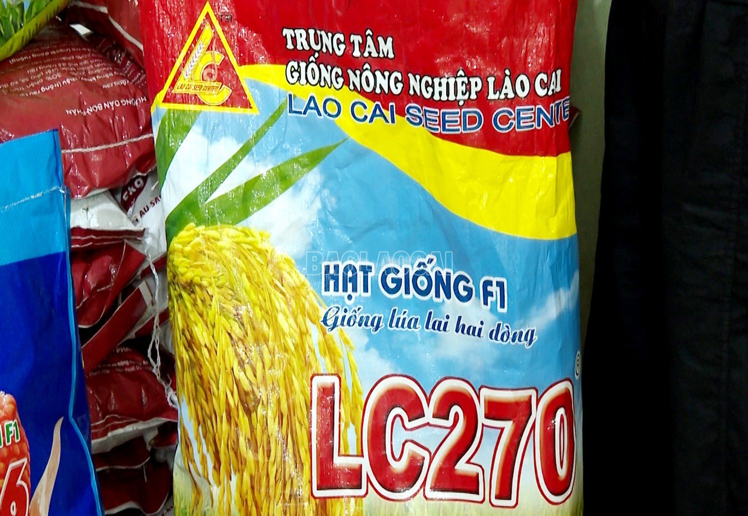 baolaocai-c_g22.jpg