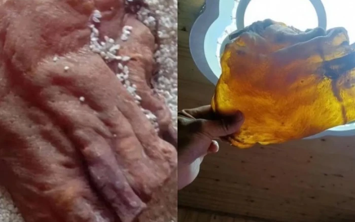 Dọn nhà nhặt được bong bóng cá khô, ai ngờ là báu vật tiền tỷ - Hình 5 Don nha nhat duoc bong bong ca kho, ai ngo la bau vat tien ty-Hinh-5