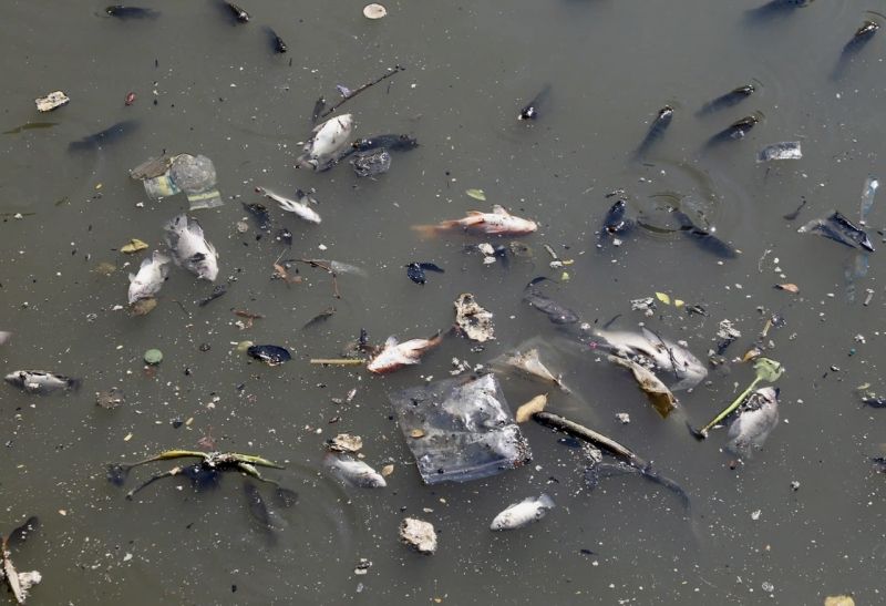 After heavy rain, dead fish floated on Nhieu Loc-Thi Nghe canal -2