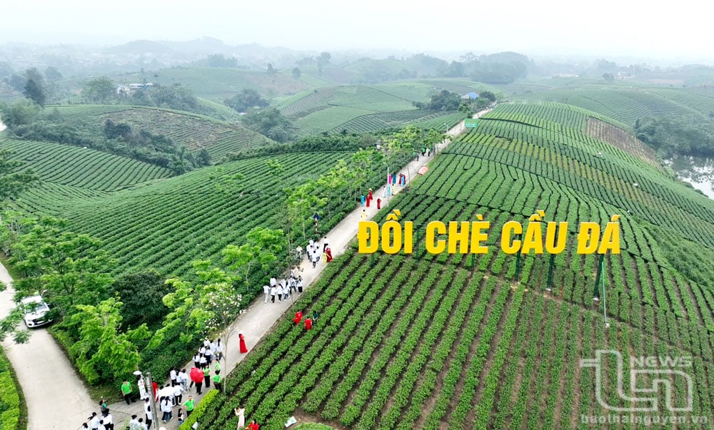 Vùng chè xóm Cầu Đá, xã Hoàng Nông, Đại Từ, là một vùng chè đẹp, được nhiều du khách yêu thích.