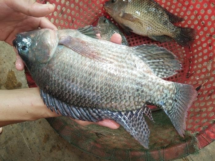  Hiền