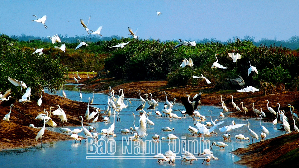 Vườn quốc gia Xuân Thủy có nhiều loài chim quý sinh sống. (Ảnh Trần Hưng)