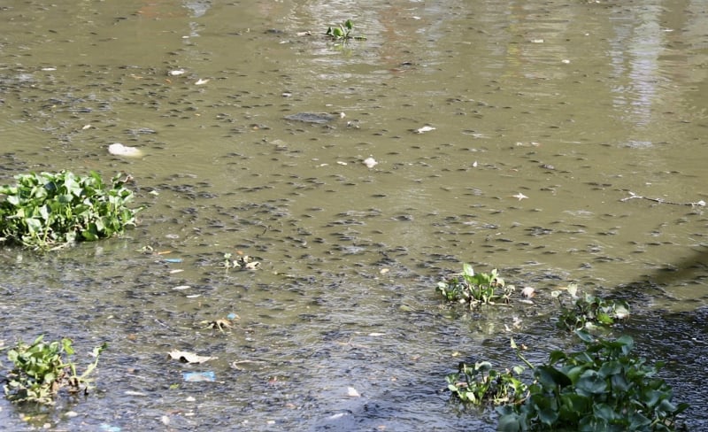 After heavy rain, dead fish floated on Nhieu Loc-Thi Nghe canal -1