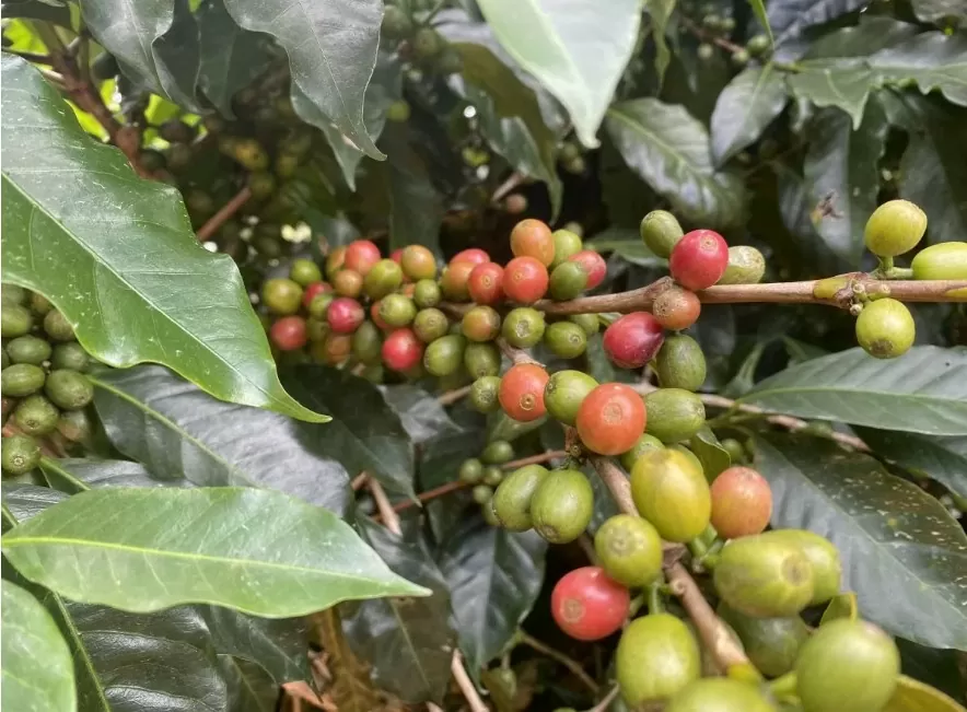 Giá cà phê Robusta tiếp đà giảm về dưới mốc 5.300 USD/tấn