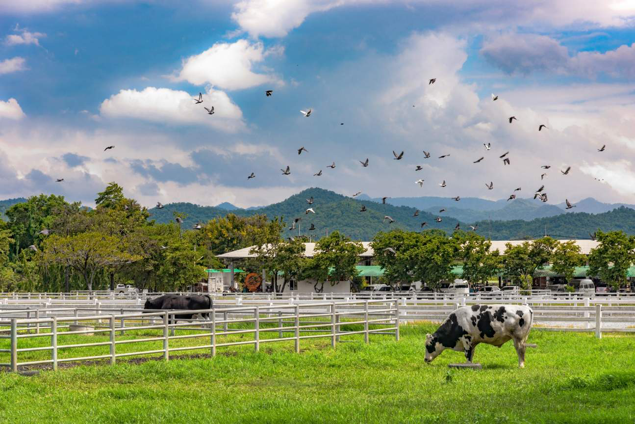 dia-diem-du-lich-khao-yai-thai-lan-2.png