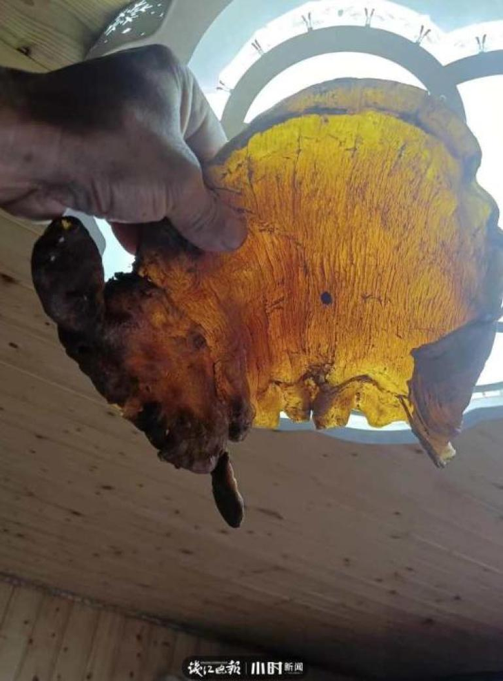 Dọn nhà nhặt được bong bóng cá khô, ai ngờ là báu vật tiền tỷ - Hình 7 Don nha nhat duoc bong bong ca kho, ai ngo la bau vat tien ty-Hinh-7