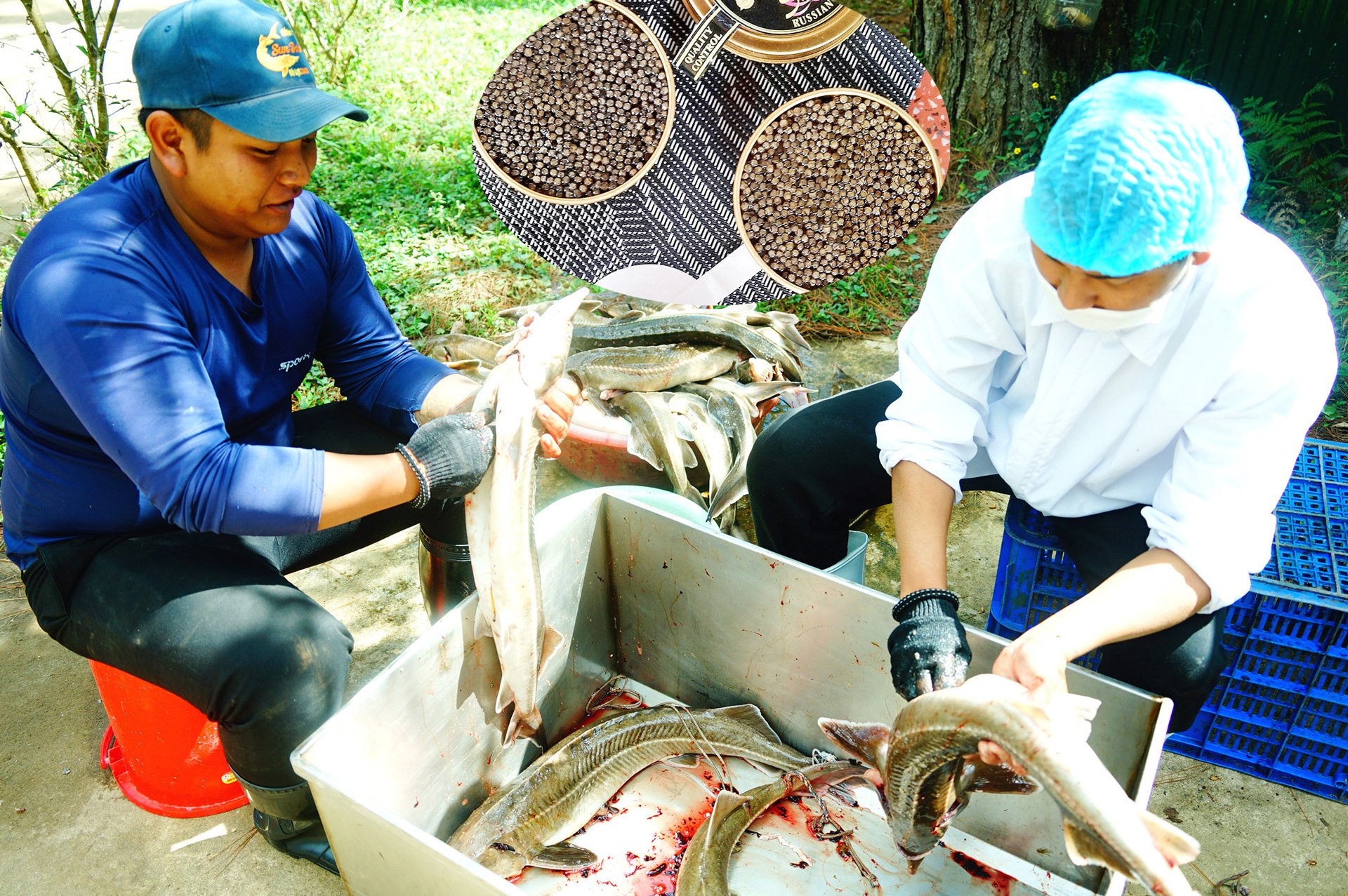 -ảnh 2: K’Quang (trái) cùng đồng nghiệp làm sạch cá tầm sau khi đã lấy trứng (ảnh nhỏ là thành phẩm trứng muối đã đóng hộp)