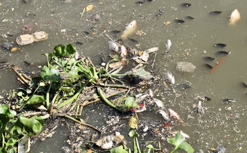After heavy rain, dead fish floated on Nhieu Loc-Thi Nghe canal -3