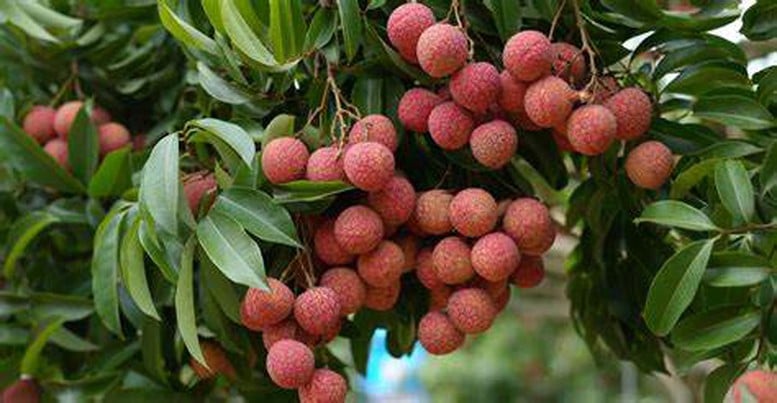 Triển vọng được mùa vải, sẵn sàng cho công tác xuất khẩu- Ảnh 1.