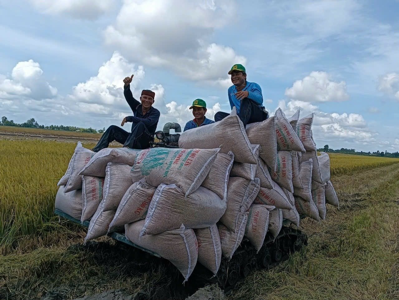 Giá lúa gạo hôm nay 8/5: Lúa tươi giảm nhẹ