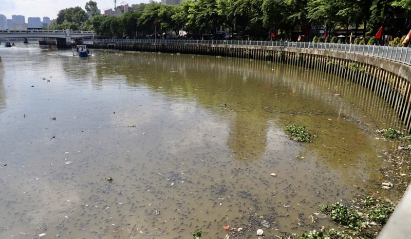 After heavy rain, dead fish floated on Nhieu Loc-Thi Nghe canal -0