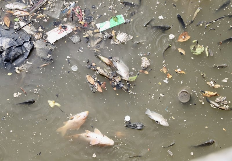 After heavy rain, dead fish floated on Nhieu Loc-Thi Nghe canal -5
